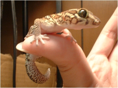 2nd Pictus
