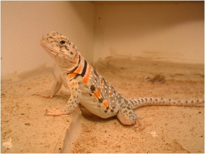 Siona3