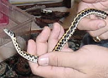 BLACK NECK
