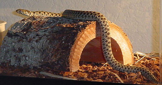 A Beautiful High Contrast Checkered Garter