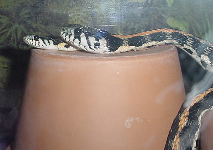 Big Momma with Male
