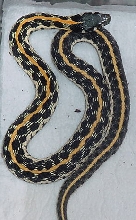 Blacknecked Garter CB 0.1