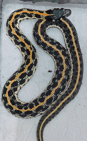 Blacknecked Garter CB 0.1