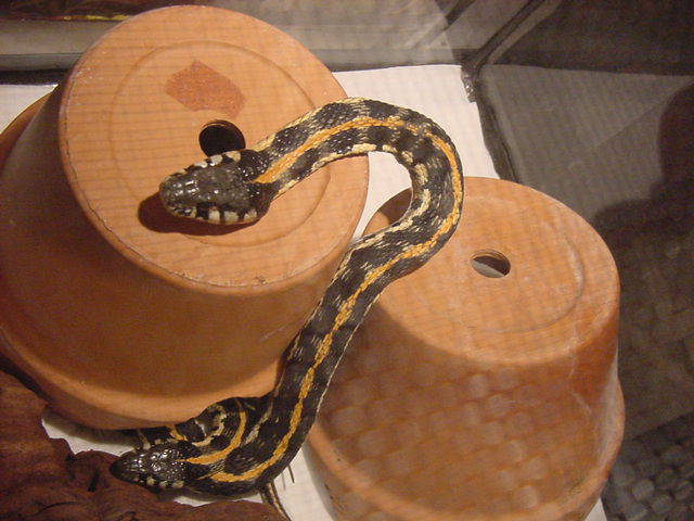 Black Necked Garter