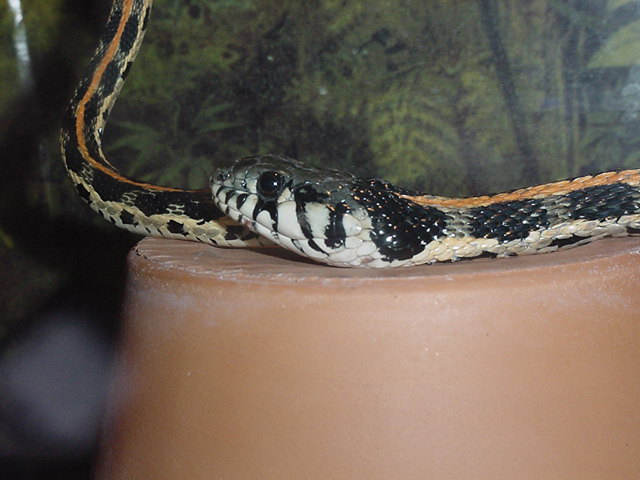 0.1 Female Blackneck Garter