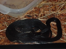 Melanistic Garter Pair
