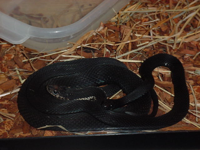 Melanistic Garter Pair