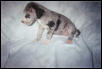Kimba-4 weeks
