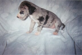 Kimba-4 weeks