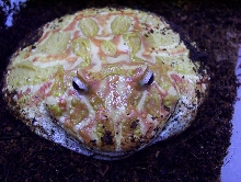 albino horned frog
