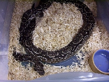 Argentine boa body