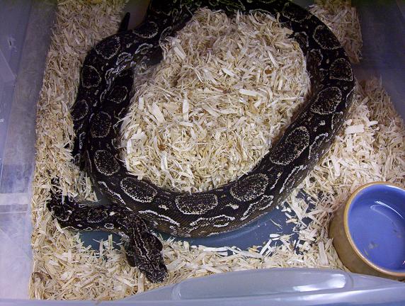 Argentine boa body