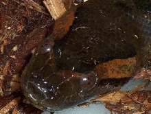 Green anaconda head shot