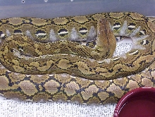 dwarf het-albino retic
