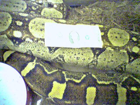 Big boa