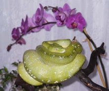 GTP and Orchid