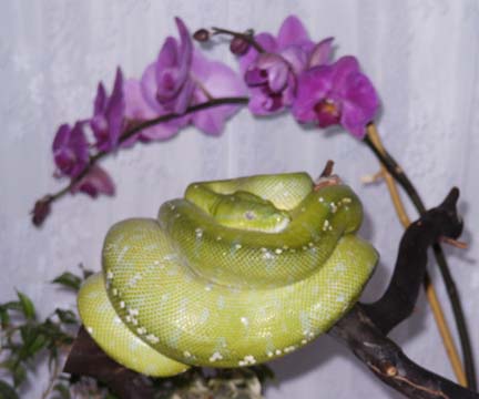 GTP and Orchid