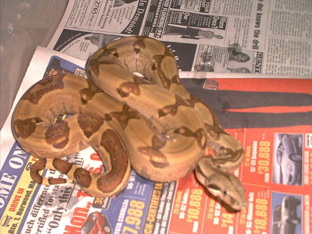 hypo