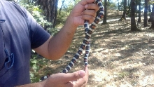 Sierra Mtn. Kingsnake