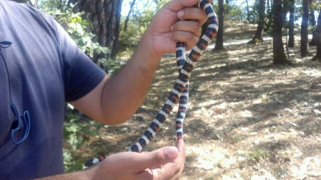 Sierra Mtn. Kingsnake