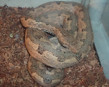 Adult Female Isabel