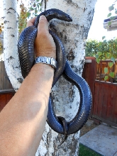 Young female 1 Black Pine snake Pat Briggs
