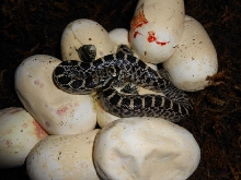 Kankakee bulls hatching Schuler male Shawna female