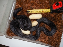 Pituophis melanoleucus lodingi (deposits eggs 2014)