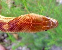 Male Cape Gopher snake top of head