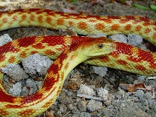 Vertebralis beauty