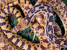Pituophis catenifer deserticola x affinis Oatman Arizona