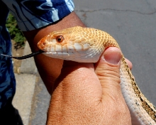 Head of P. catenifer sayi x P. deppei jani