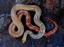 The hybrid Photo by Pat Briggs