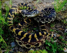 Schuyler, the Founder male 2 Kankakee bull snake Briggs line