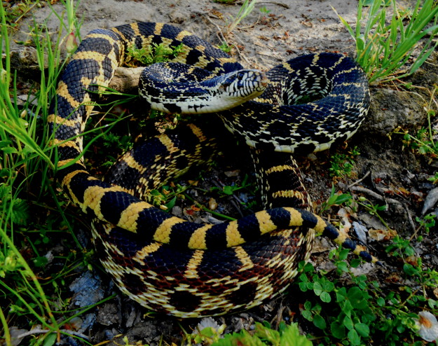 Schuyler, the Founder male 2 Kankakee bull snake Briggs line