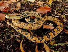 Young female Gibsoni