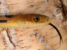 gibsoni head