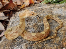 Young female yellow jani ready for action