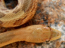 Upper view young female jani very close head