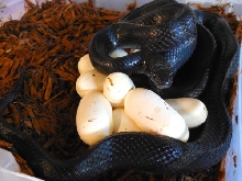 Lampropeltis getula nigrita