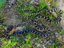 Hopkins Park Village, Kankakee County Illinois bull snake Schuyler Founder