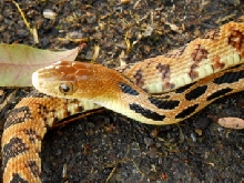 Closeup Gibsoni #3 Male, Patrick H. Briggs