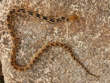 GIBSONI young male full body from above
