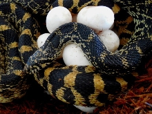 Kankakee County Bull snake, Hopkins Park Village sand hills