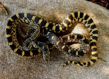 Founder female 1, Shawna with one of her hatchlings