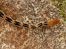 Viewing Gibsoni male upper anterior head and body