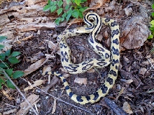 Pituophis lineaticollis lineaticollis (adult female)