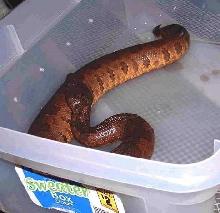 Looks like a viper coming my way