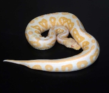 Cinnamon Albino