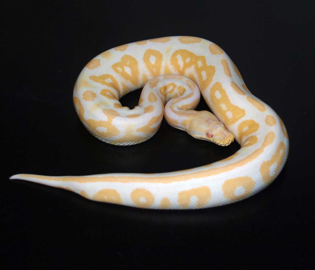 Cinnamon Albino